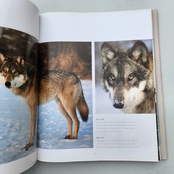 Spirit of the Wolf: Hardcover Book Coffee Table Decor Mythical Hunter of the Wil - Picture 8 of 16